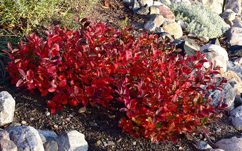  Low Scape Mound Aronia - 3 Gallon Pot