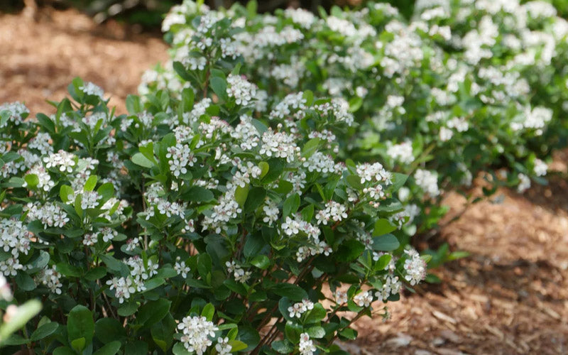  Low Scape Mound Aronia - 3 Gallon Pot