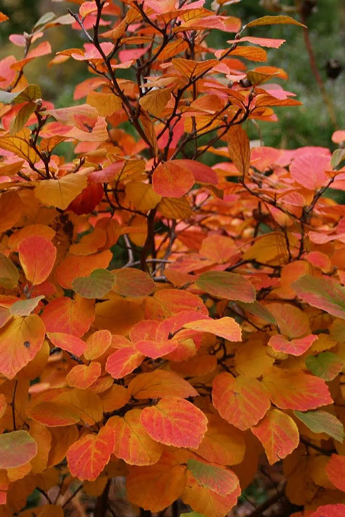  Autumn Magic Aronia (Black Chokeberry) - 1 Gallon Pot