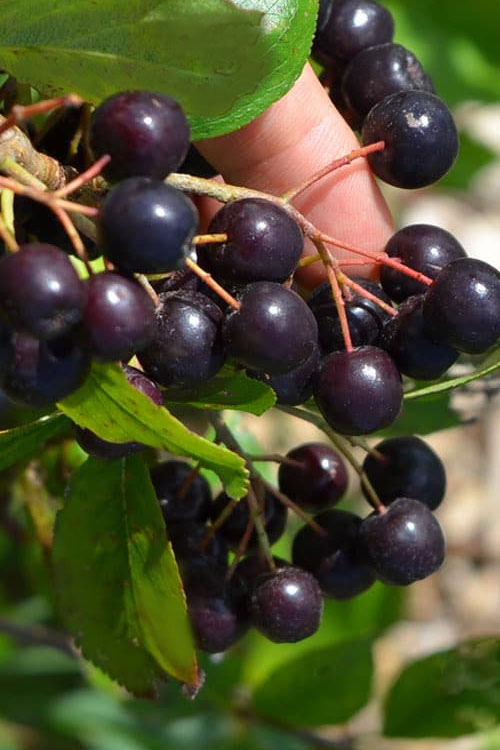  Autumn Magic Aronia (Black Chokeberry) - 1 Gallon Pot