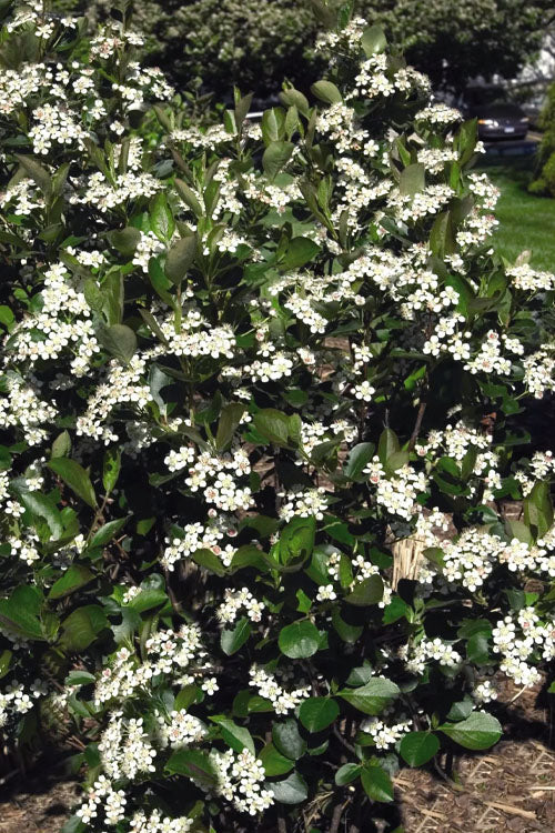  Autumn Magic Aronia (Black Chokeberry) - 1 Gallon Pot