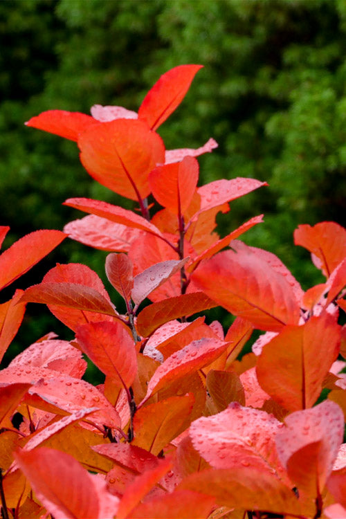  Black Chokeberry Bush (Aronia Melanocarpa ) - 3 Gallon Pot