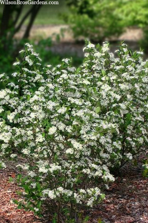  Black Chokeberry Bush (Aronia Melanocarpa ) - 3 Gallon Pot