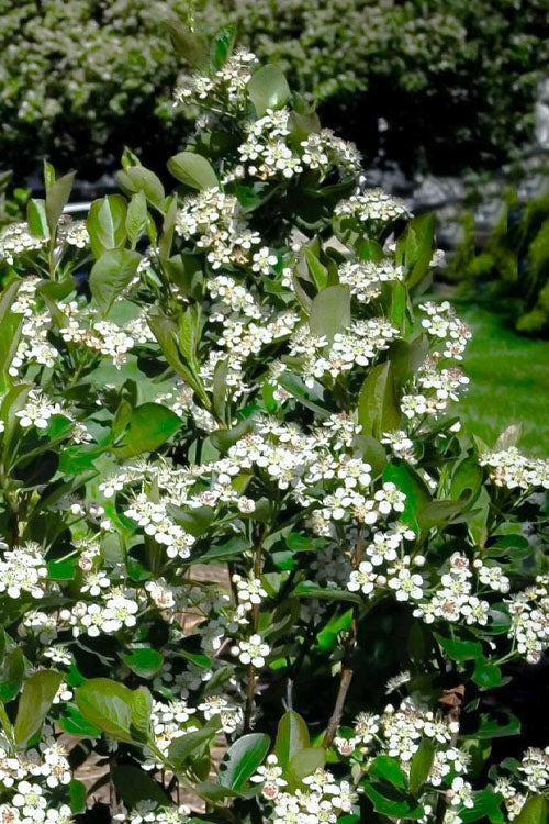  Black Chokeberry Bush (Aronia Melanocarpa ) - 3 Gallon Pot