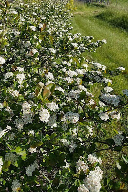  Black Chokeberry Bush (Aronia Melanocarpa ) - 1 Gallon Pot