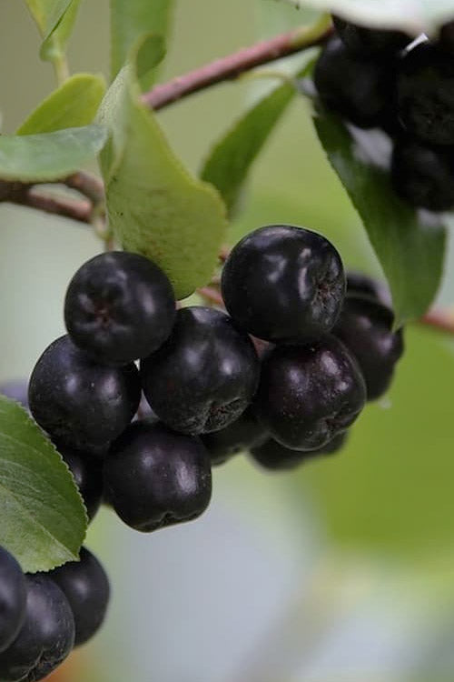 Low Scape Mound Aronia - 3 Gallon Pot
