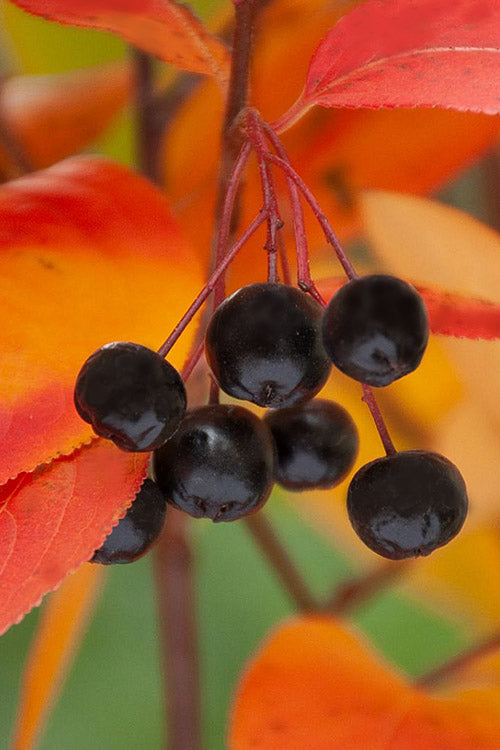  Black Chokeberry Bush (Aronia Melanocarpa ) - 3 Gallon Pot