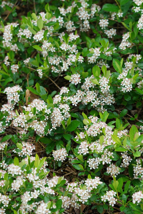  Ground Hug Aronia - 1 Gallon Pot