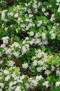  Ground Hug Aronia - 1 Gallon Pot