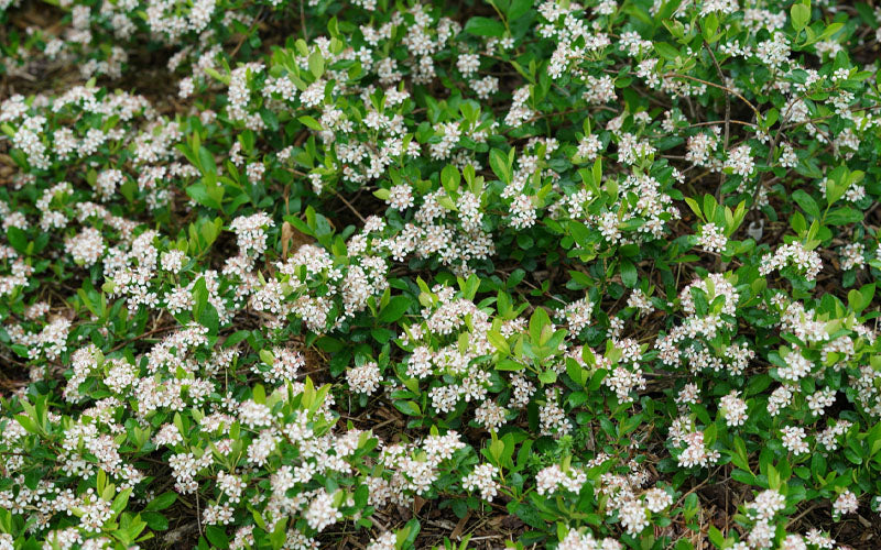  Ground Hug Aronia - 1 Gallon Pot