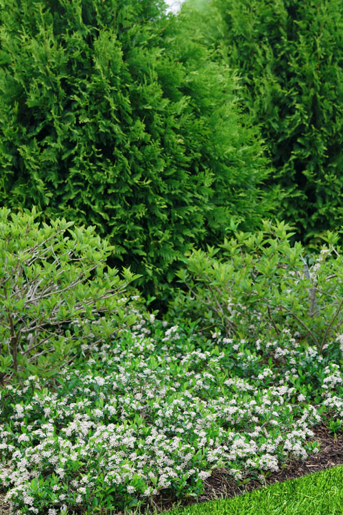 Ground Hug Aronia - 1 Gallon Pot