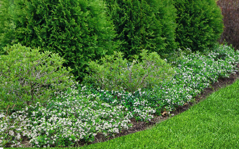  Ground Hug Aronia - 1 Gallon Pot