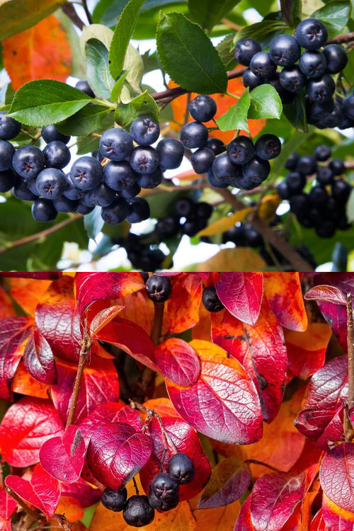  Ground Hug Aronia - 1 Gallon Pot