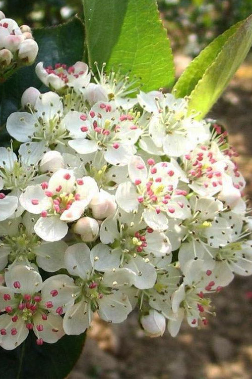  Viking Black Chokeberry (Aronia) - 1 Gallon Pot
