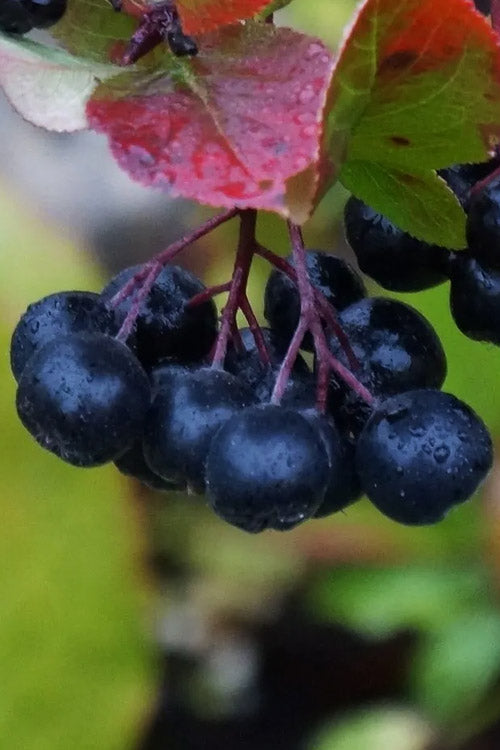  Viking Black Chokeberry (Aronia) - 1 Gallon Pot
