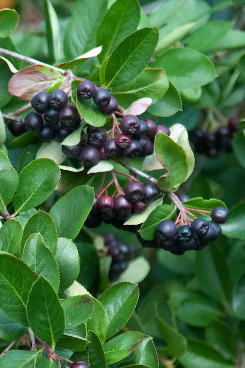  Viking Black Chokeberry (Aronia) - 1 Gallon Pot