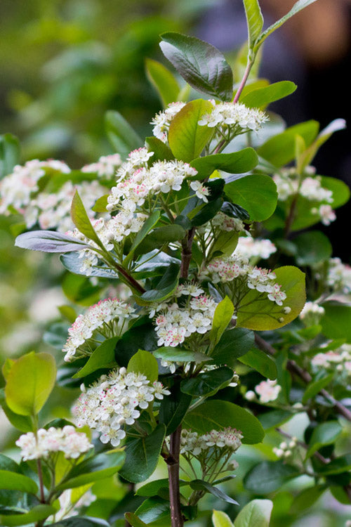  Viking Black Chokeberry (Aronia) - 1 Gallon Pot