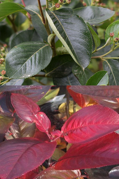  Viking Black Chokeberry (Aronia) - 1 Gallon Pot