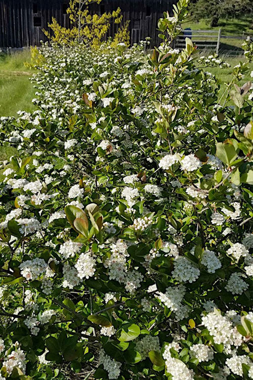  Viking Black Chokeberry (Aronia) - 1 Gallon Pot