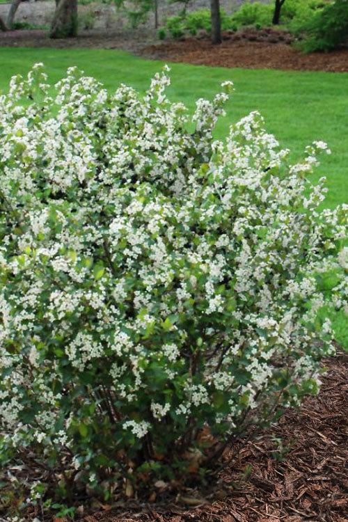  Viking Black Chokeberry (Aronia) - 1 Gallon Pot