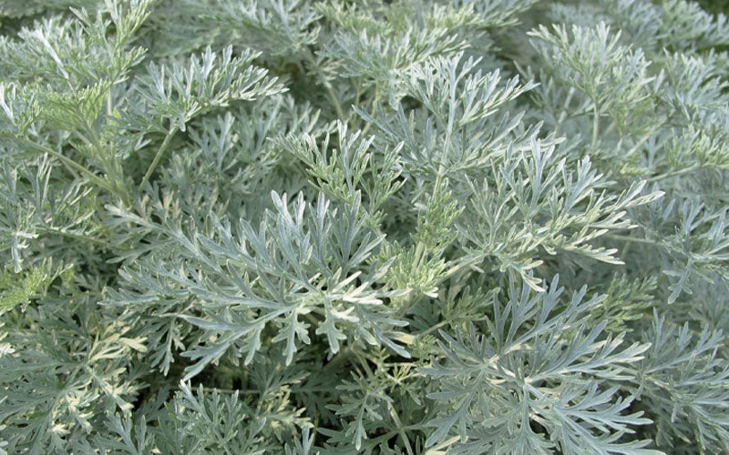  Powis Castle Artemisia - 1 Gallon Pot