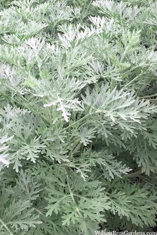  Powis Castle Artemisia - 1 Gallon Pot