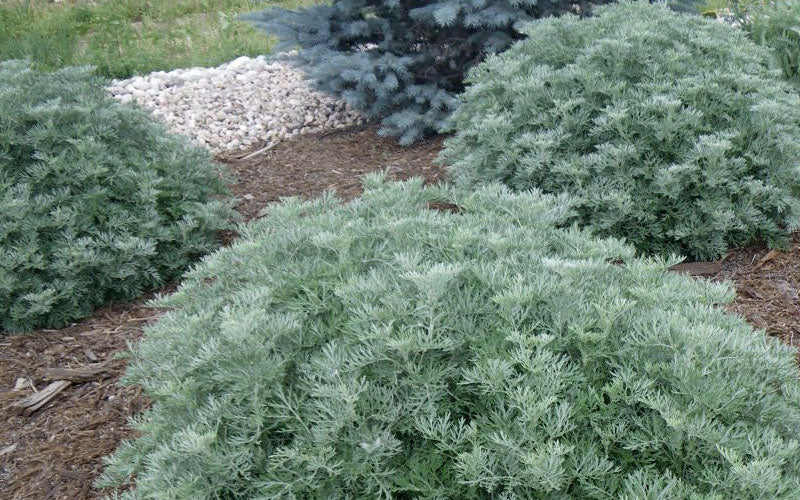  Powis Castle Artemisia - 1 Gallon Pot