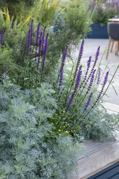  Powis Castle Artemisia - 1 Gallon Pot