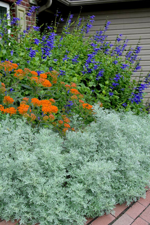  Powis Castle Artemisia - 1 Gallon Pot