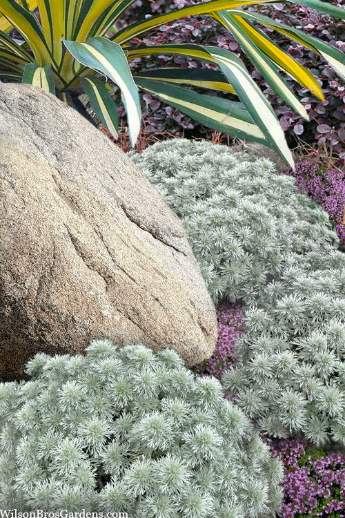  Silver Mound Artemisia - 1 Gallon Pot