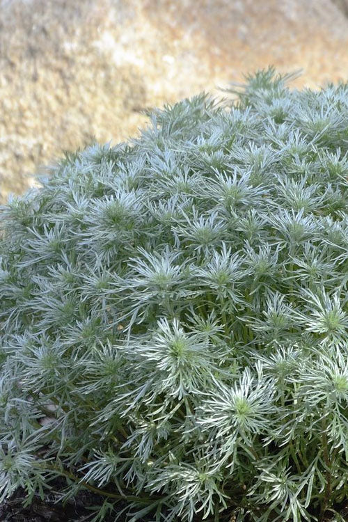  Silver Mound Artemisia - 1 Gallon Pot
