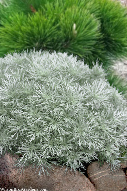  Silver Mound Artemisia - 1 Gallon Pot