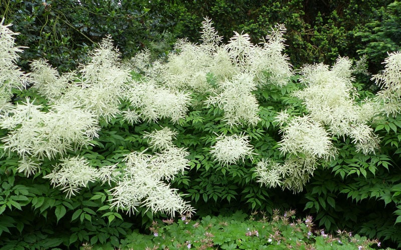  Goat's Beard (Aruncus Dioicus) - 1 Gallon Pot 