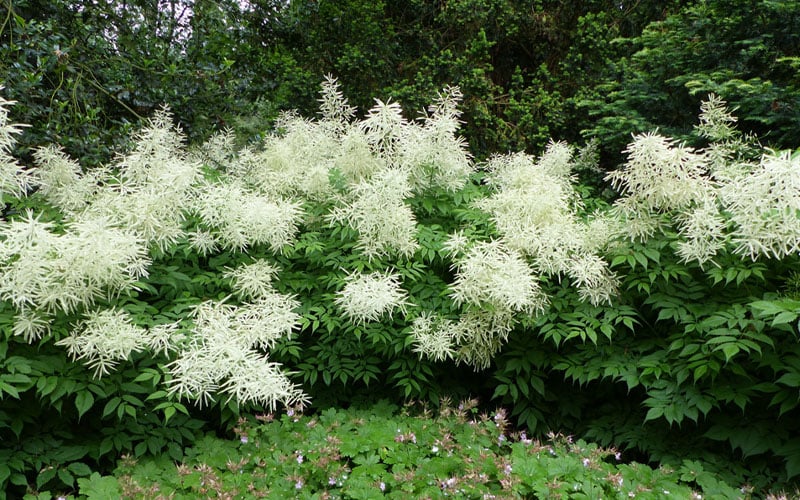  Goat's Beard (Aruncus Dioicus) - 1 Gallon Pot 