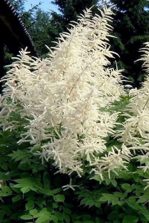  Goat's Beard (Aruncus Dioicus) - 1 Gallon Pot 
