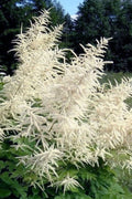  Goat's Beard (Aruncus Dioicus) - 1 Gallon Pot 