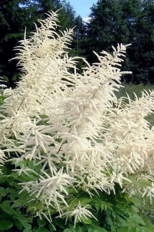  Goat's Beard (Aruncus Dioicus) - 1 Gallon Pot 