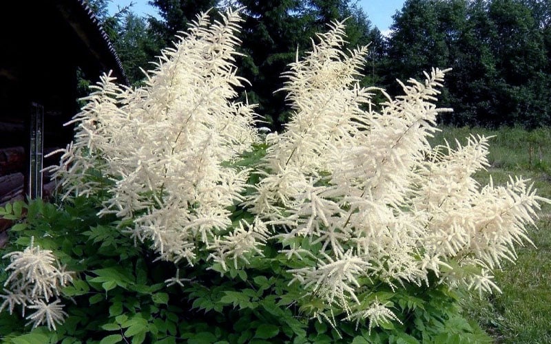  Goat's Beard (Aruncus Dioicus) - 1 Gallon Pot 