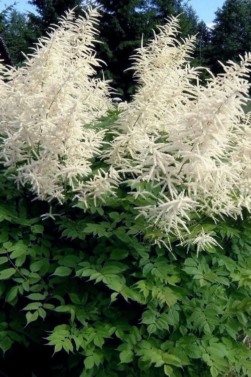  Goat's Beard (Aruncus Dioicus) - 1 Gallon Pot 
