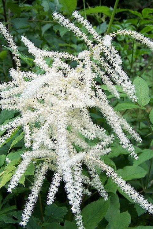  Goat's Beard (Aruncus Dioicus) - 1 Gallon Pot 