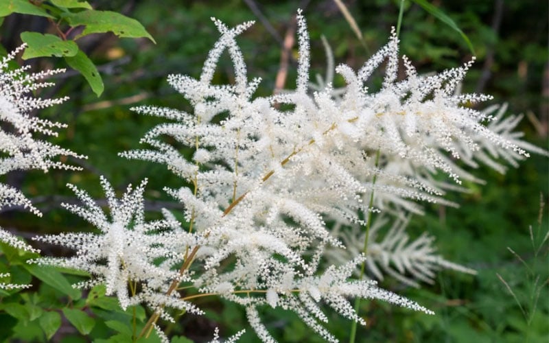  Goat's Beard (Aruncus Dioicus) - 1 Gallon Pot 