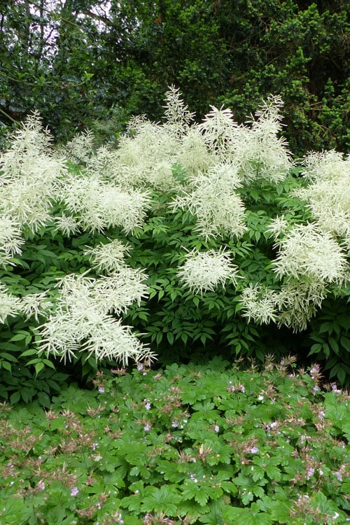  Goat's Beard (Aruncus Dioicus) - 1 Gallon Pot 