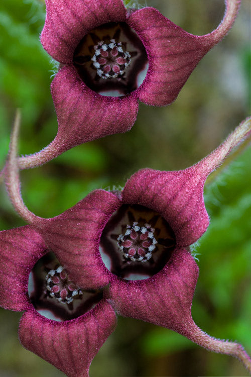  Western Wild Ginger (Asarum) - 6 Pack Of 1 Gallon Pots