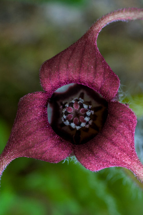  Western Wild Ginger (Asarum) - 1 Gallon Pot