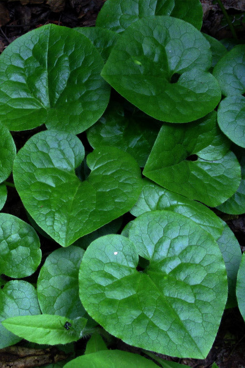  Western Wild Ginger (Asarum) - 6 Pack Of 1 Gallon Pots