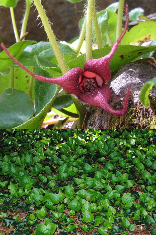  Western Wild Ginger (Asarum) - 6 Pack Of 1 Gallon Pots