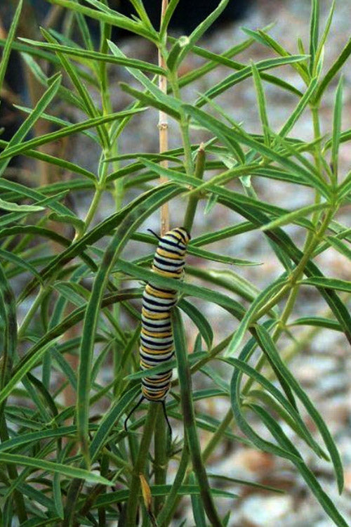  Narrowleaf Milkweed - 6 Pack Of 1 Gallon Pots