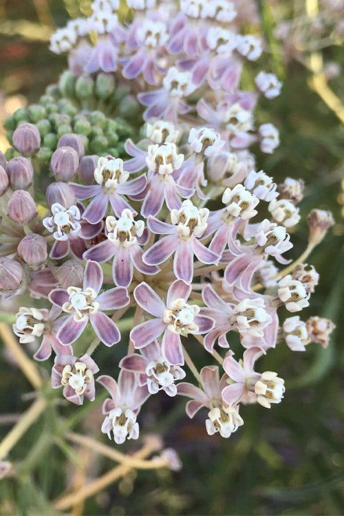  Narrowleaf Milkweed - 1 Gallon Pot
