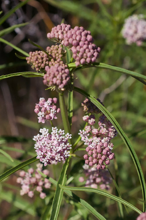  Narrowleaf Milkweed - 1 Gallon Pot
