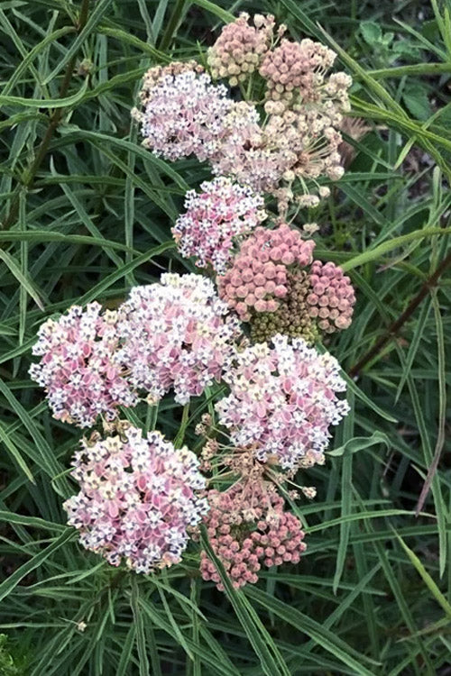  Narrowleaf Milkweed - 1 Gallon Pot